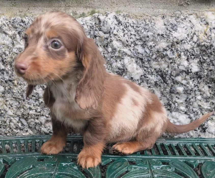 Teckel Miniatura laranja