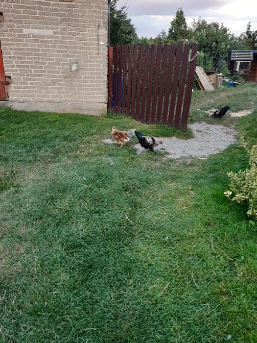 Koguty młode z kwietnia