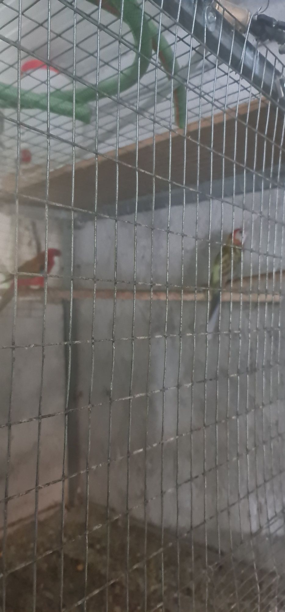 Varias tipos de aves