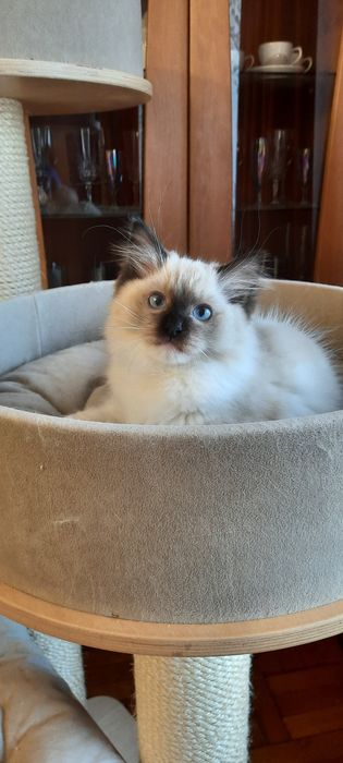 Ragdoll kocurek FPL po Championie