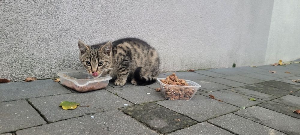 Kotek bezdomny szuka domu