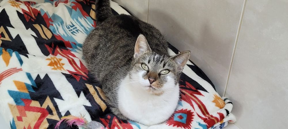 Kotka Lila szuka domu