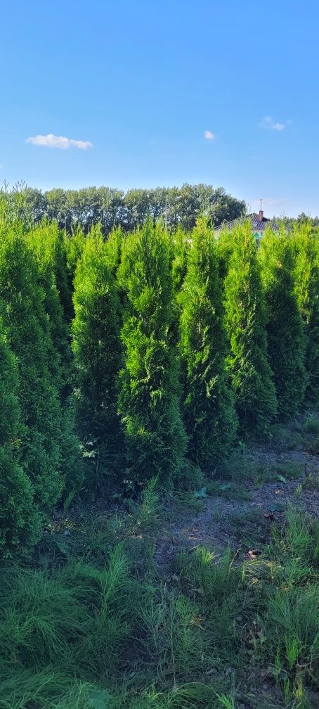 Tuja Smaragd 160 cm Promocja  tuje szmaragd thuja thuje