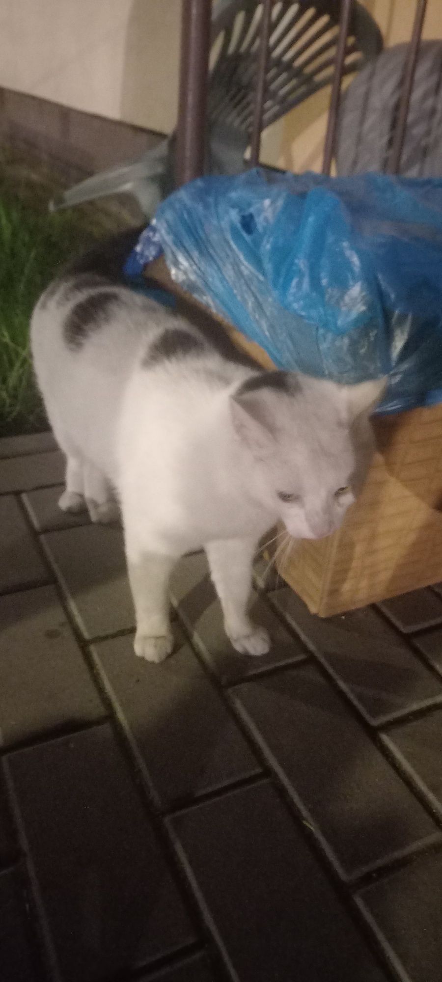 Kotek szuka domu