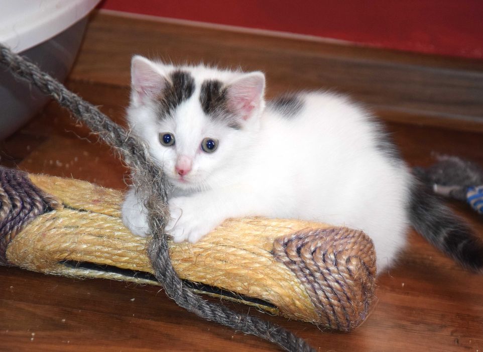 Cudne, kochane, bezdomne rodzeństwo kociąt szuka domków