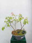Acer Tridente floresta - Bonsai