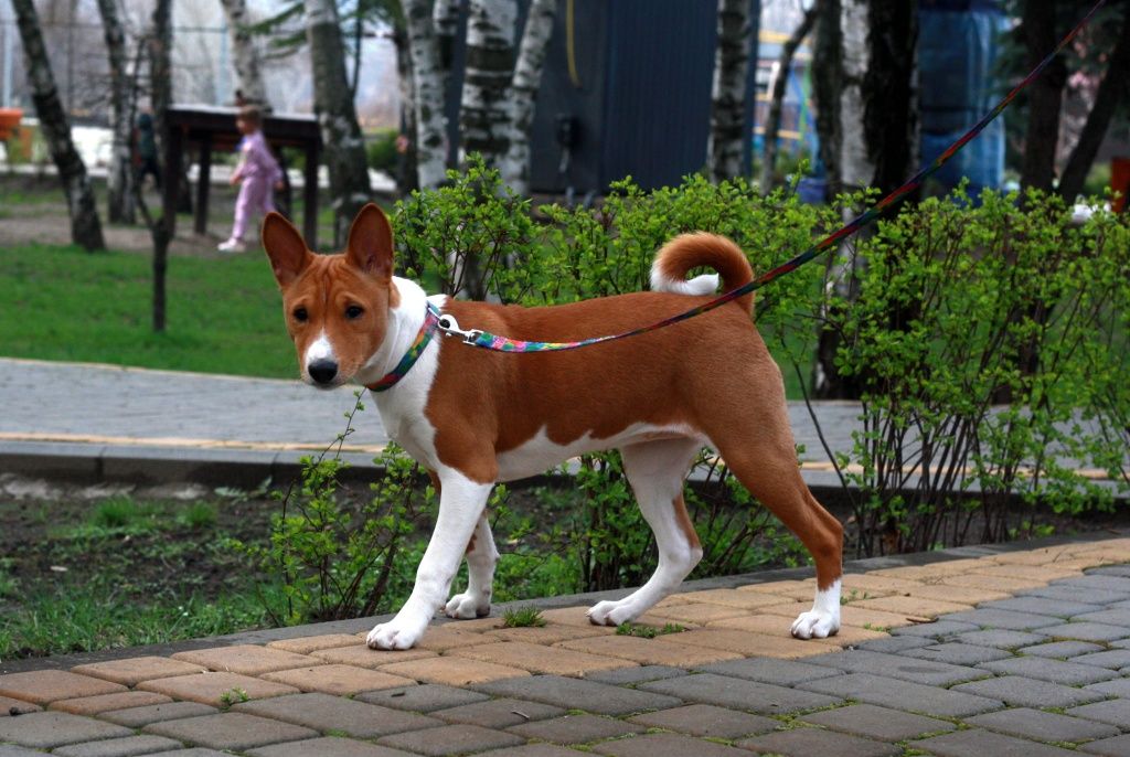 Басенджи basenji, Керрі бездоганна мала! КСУ