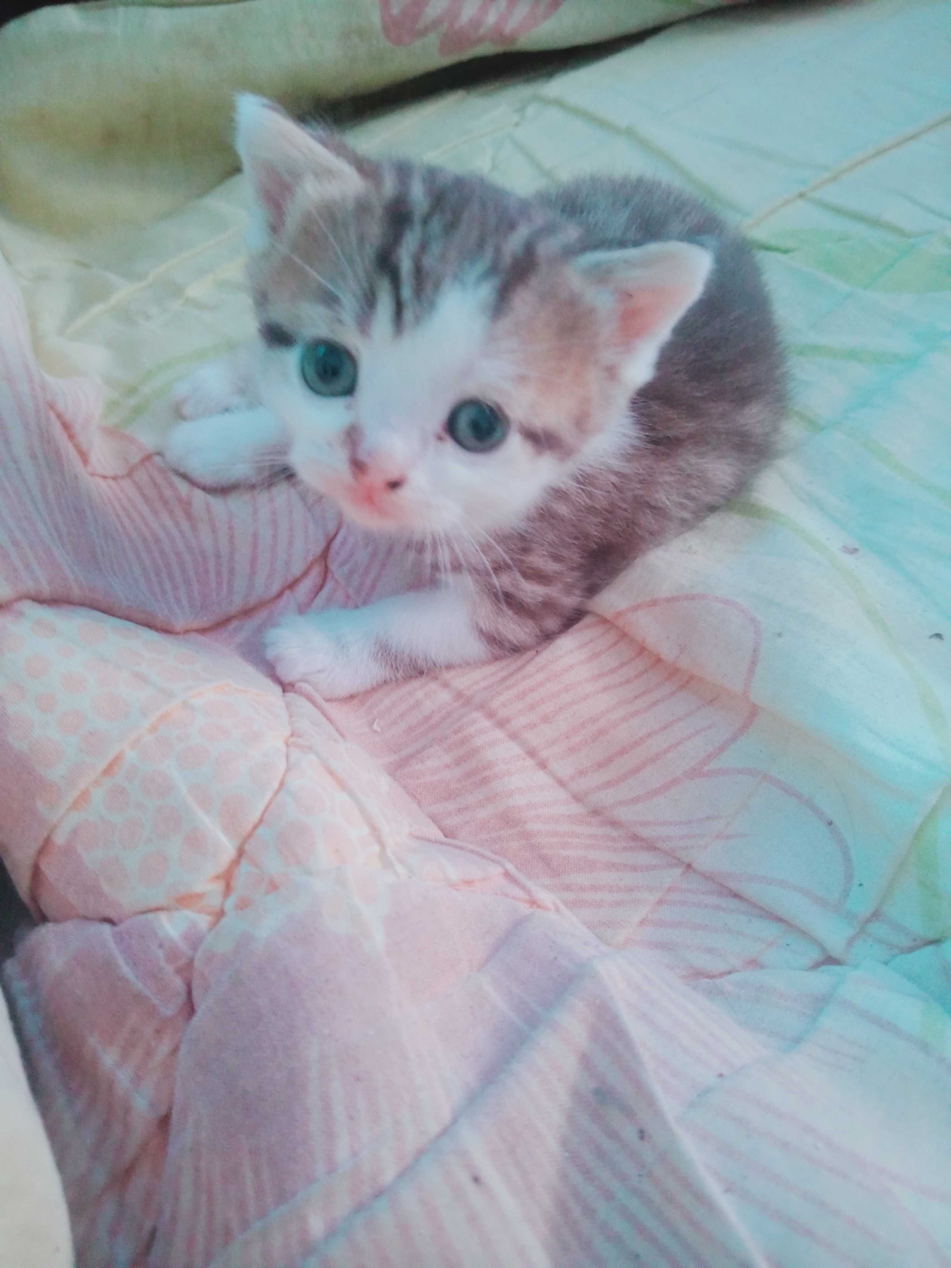 Котята британци 1 місяць.