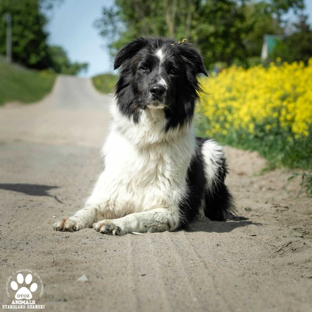 Lucky w typie Border Collie szuka domu!