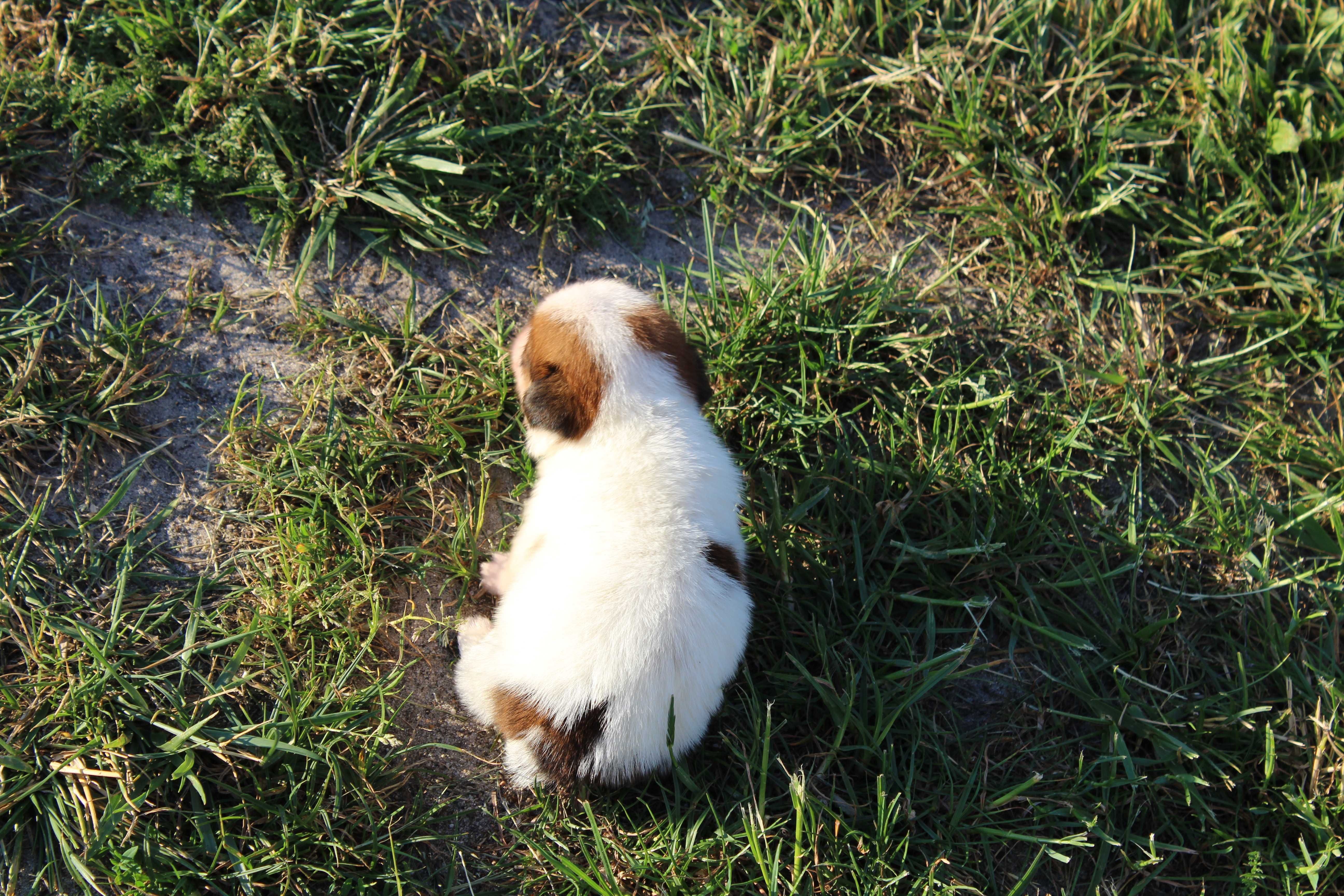 Lester szczeniak Jack Russell Terrier pochodzenie ZKWP FCI