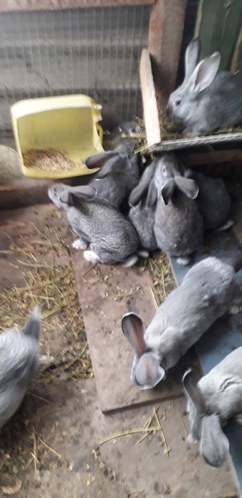 Продам кролики породи Шиншила сіра.