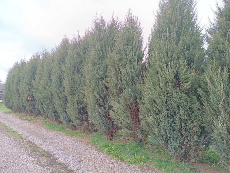 Ялівці блю ерров та туї  смарагд