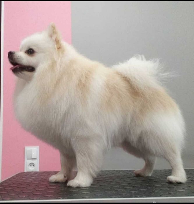 Стрижка собак та котиків, виїзд на дом