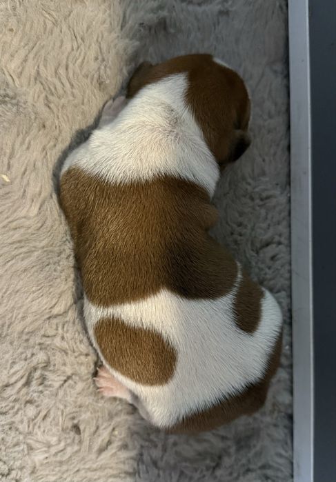 Jack Russell Terrier suczka szczeniak