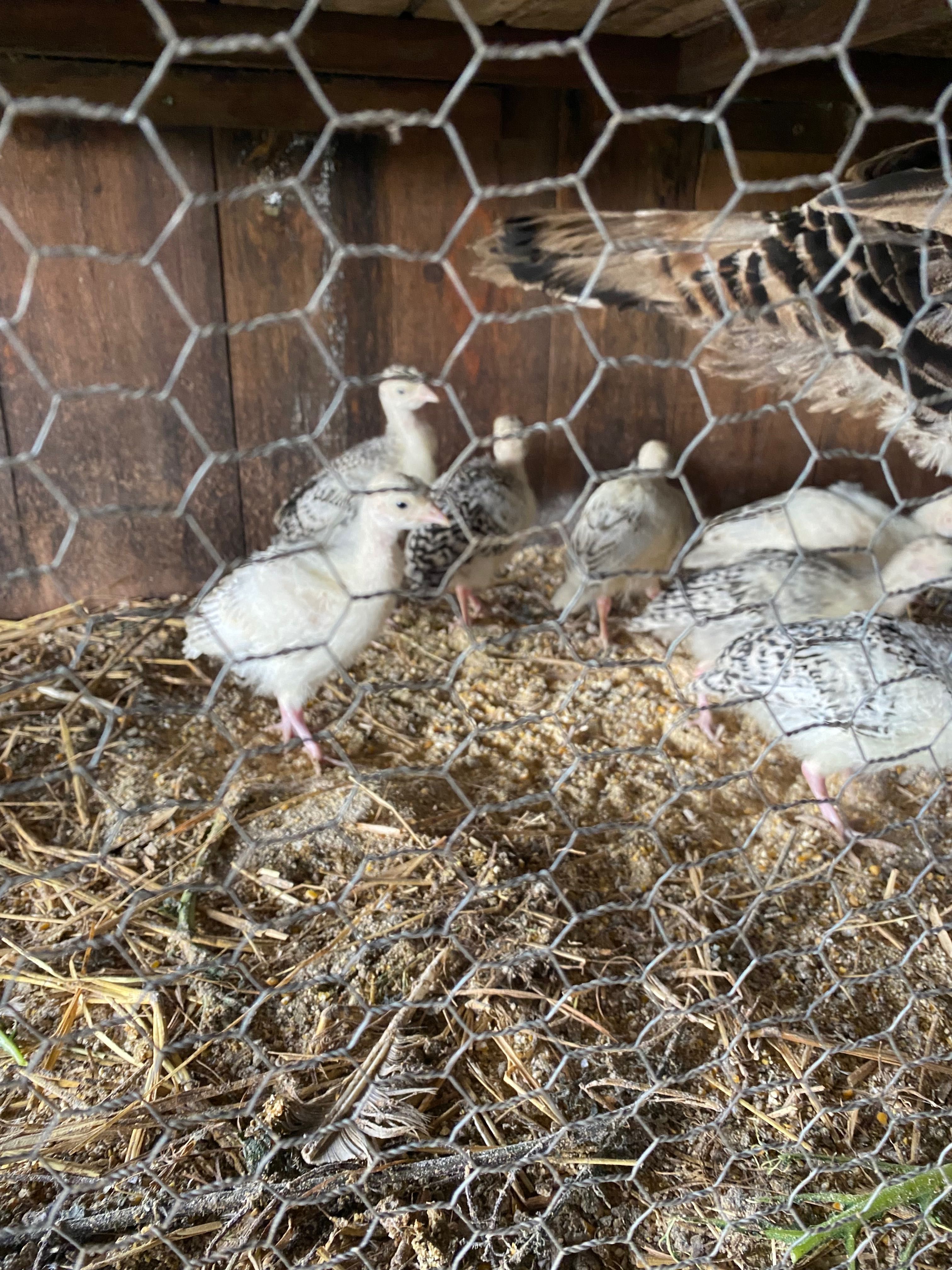 Ovos de Peru e patos mudos Galados