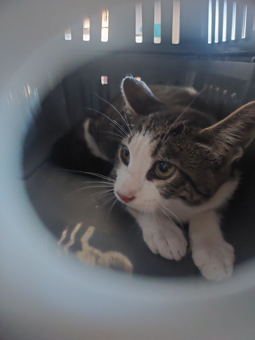 Gato para Adoção