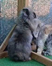 Lionhead Macho - Popeye