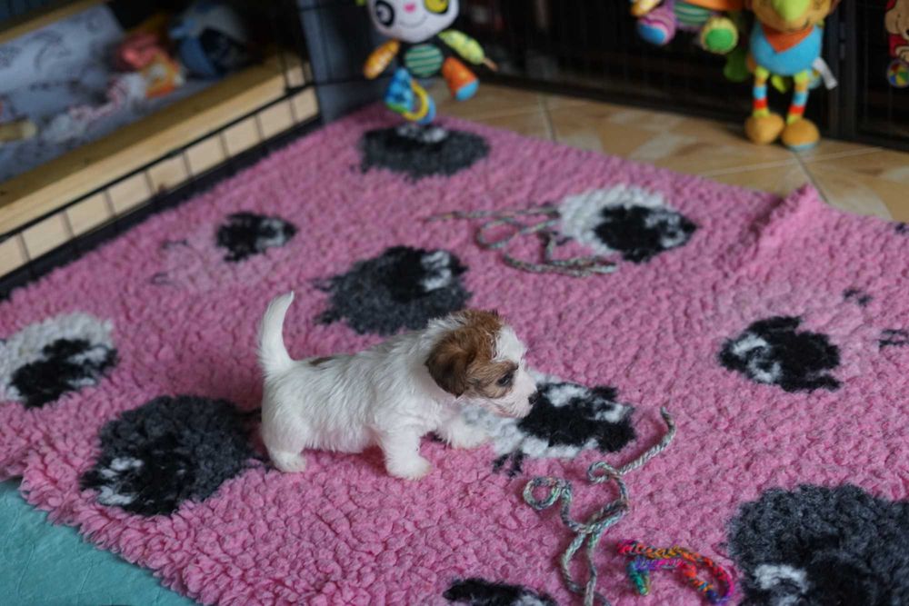 Jack Russell Terrier ZKwP piesek FCI