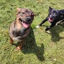 Młody piesek pilnie szuka domu