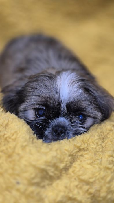 SHIH TZU śliczny piesek
