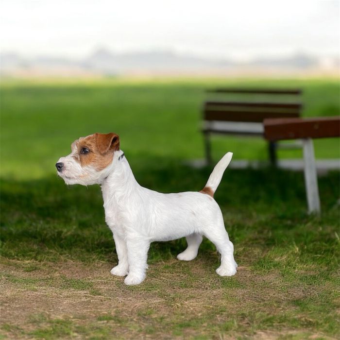Jack Russell Terrier - Cerdoso