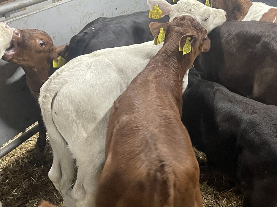 Cielaki byczki jałóweczki