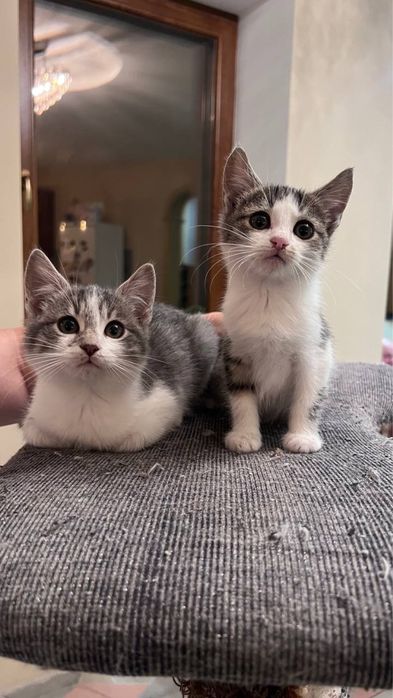 Віддам котиків в хороші руки