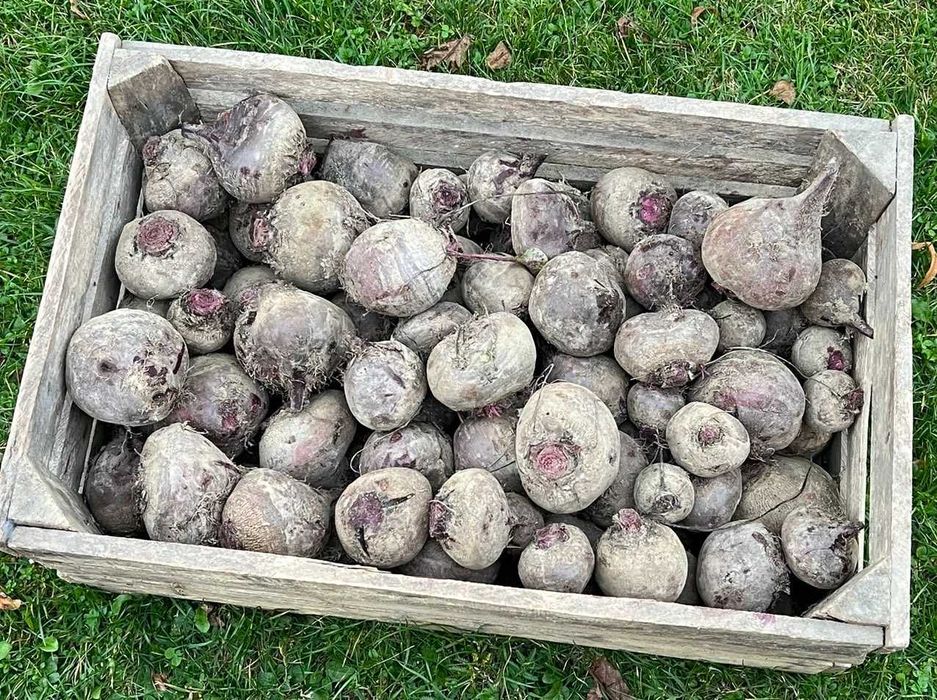 Buraki czerwone EKOLOGICZNE - bez nawozów i oprysków -Warszawa