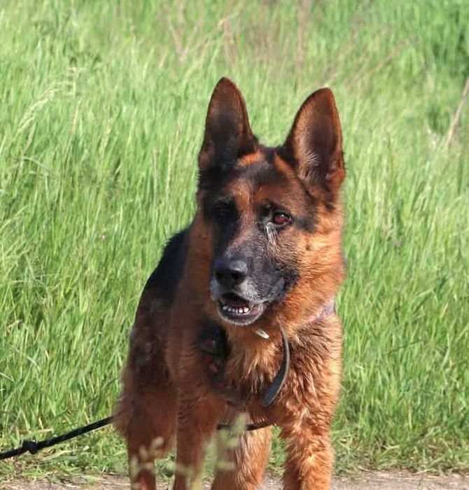 Diego Owczarek Niemiecki szuka domu