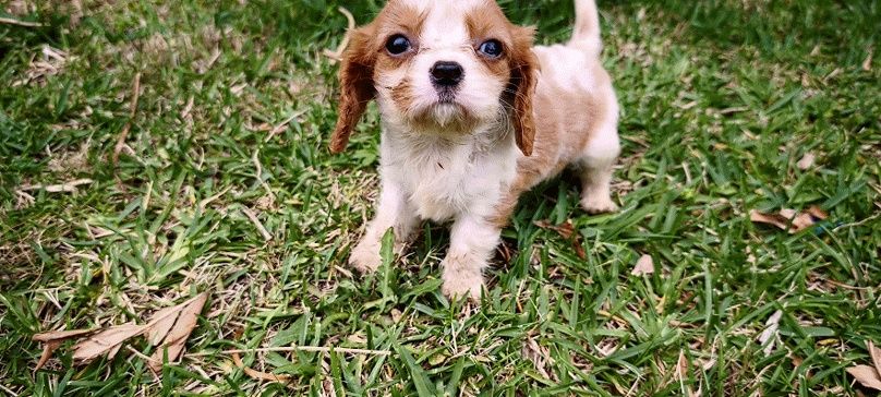 Cavalier King Charles Fêmea criado em ambiente familiar disponível par