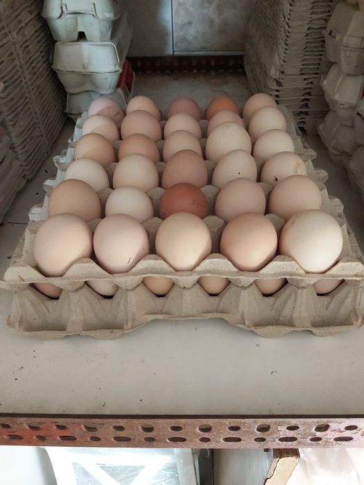 Sprzedam wiejskie jajka jaja