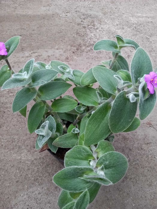 Trzykrotka Lilac, Yellow Hill, Blushing Bride, Bluszcz, Paproć