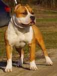 Amstaff FCI, sunia Euforia. Z rodowodem
