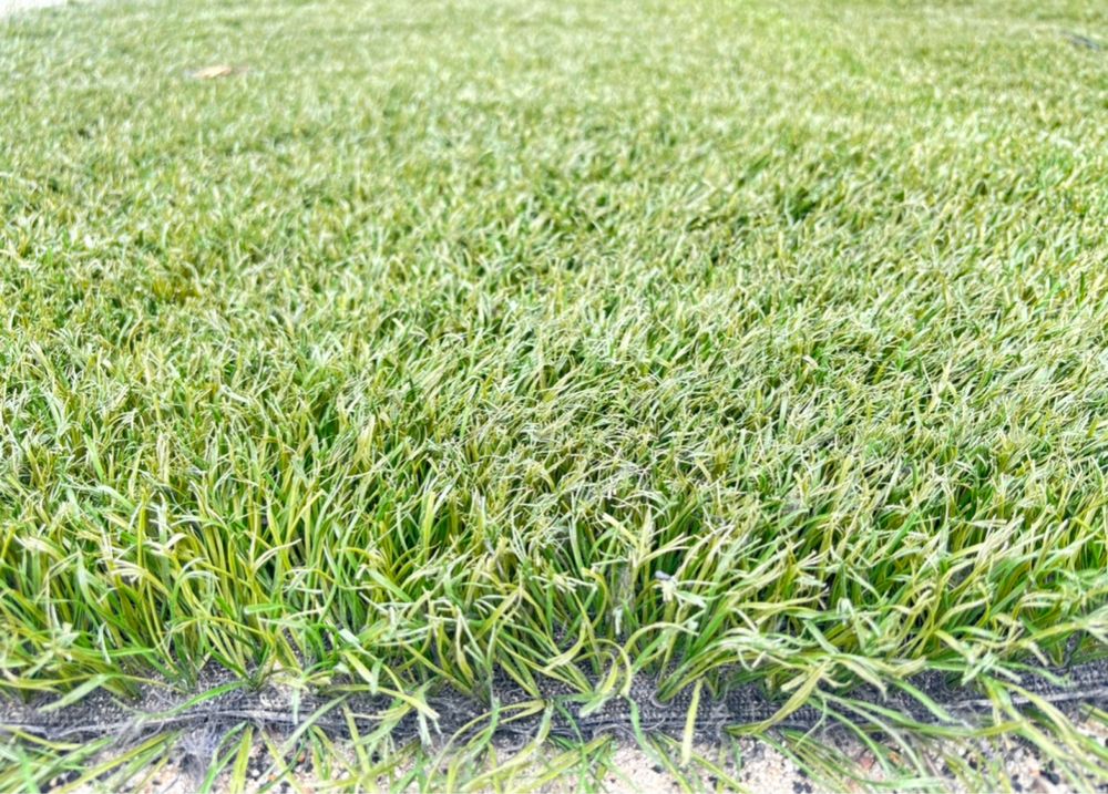 Sztuczna Trawa Premium z włosem 2 cm