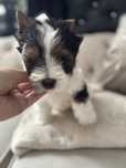 Piesek Hiro york biewer