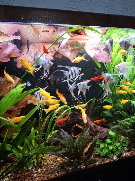 Sprzedam skalary mieczyki  molinezje  gupiki