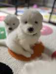 Samoyed szczeniak szczenię ZKwP FCI