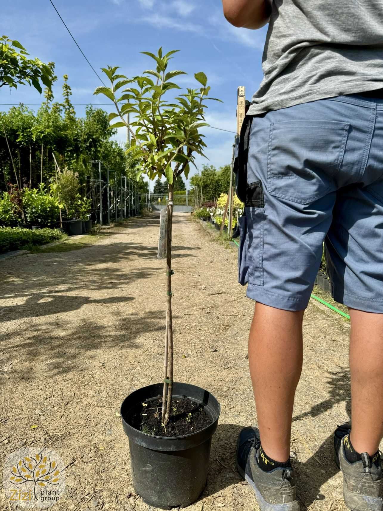 Buddleja davidii Black Knight 40-60cm, Empire Blue pień 60cm, budleja