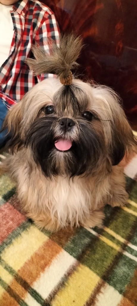 Piesek shih tzu zdrowy z domowej hodowli zdrowy odchowany  3  szczepie