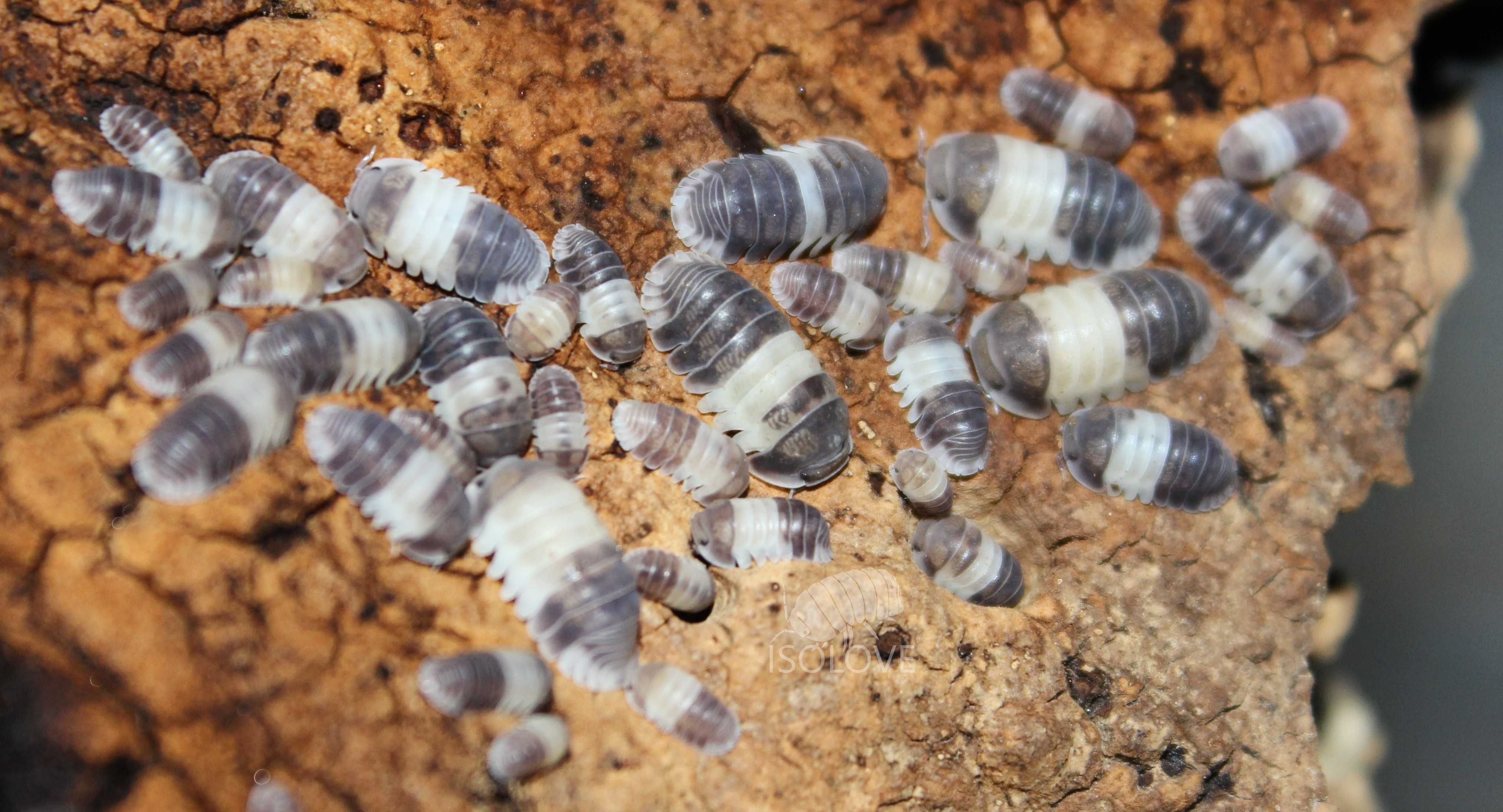 50 sztuk Cubaris sp. "panda king" isopoda, równonogi, kulanki