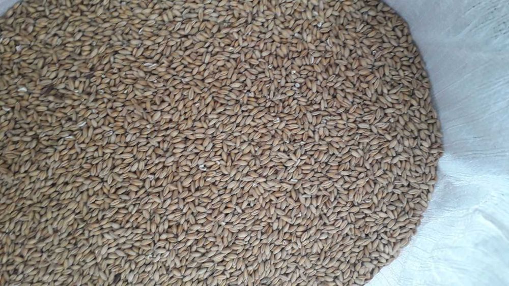 Pszenżyto po centrali