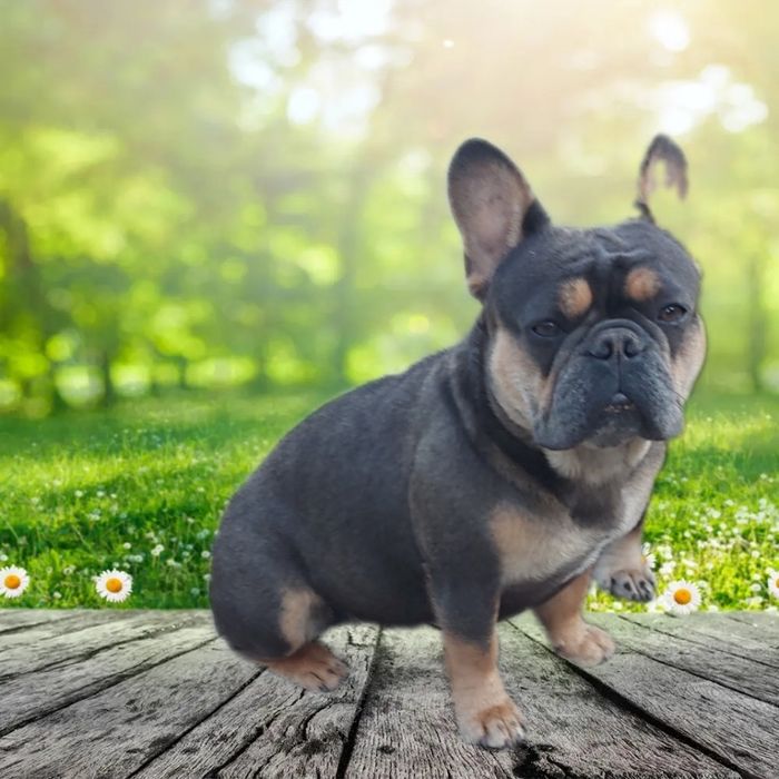Французский бульдог дівчинка 3,5років