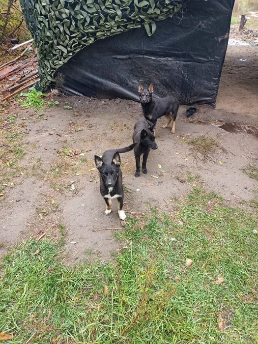 Щенята-підростки, молоді собаки