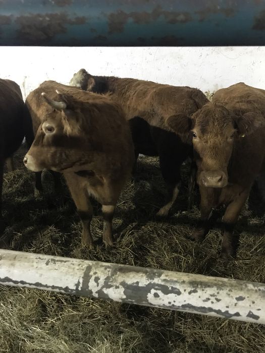 Skup Bydła Krowy Byki Jałówki Cielęta Odsadki