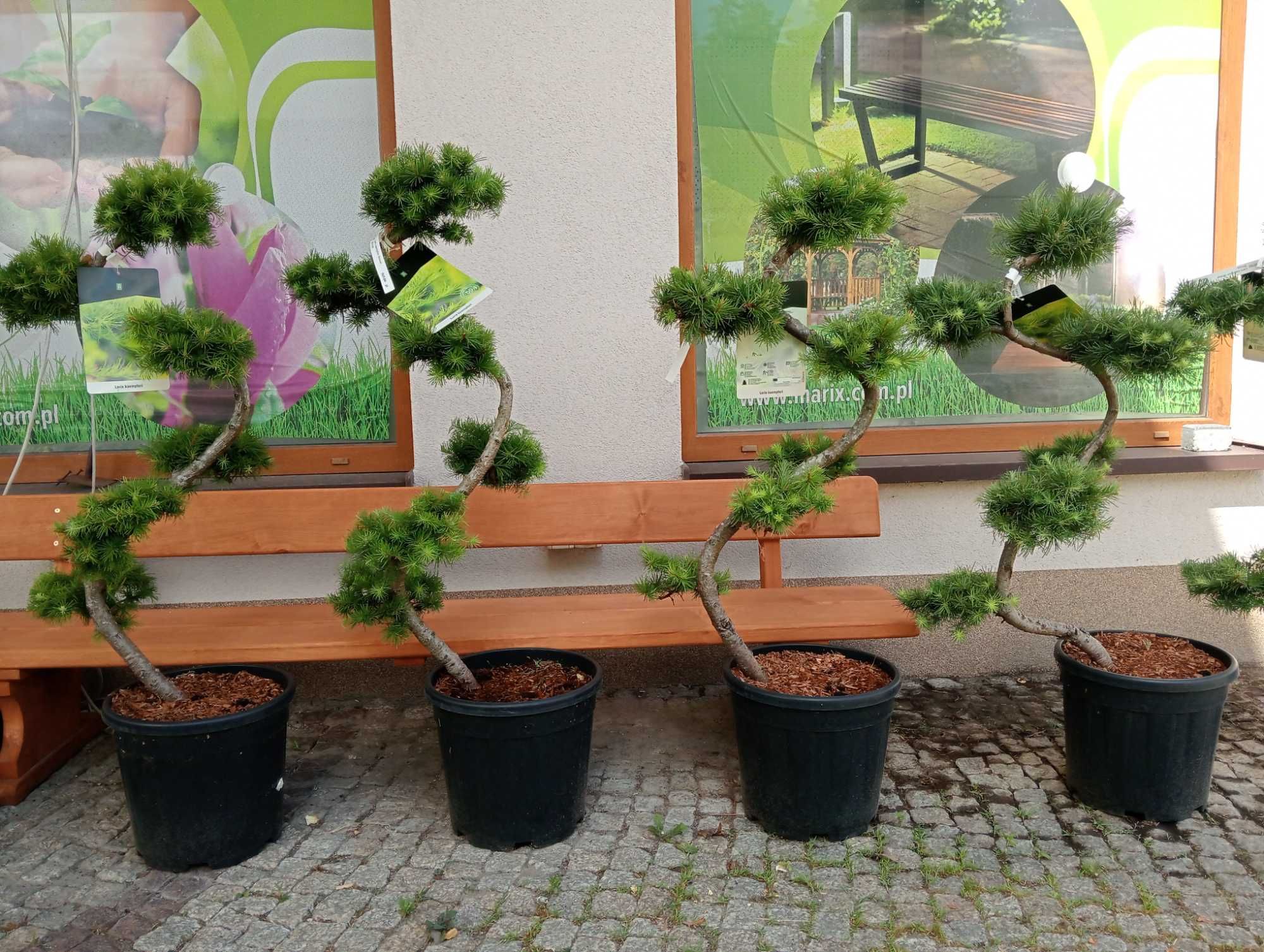 Modrzew Bonsai Forma S ~ 120 cm
