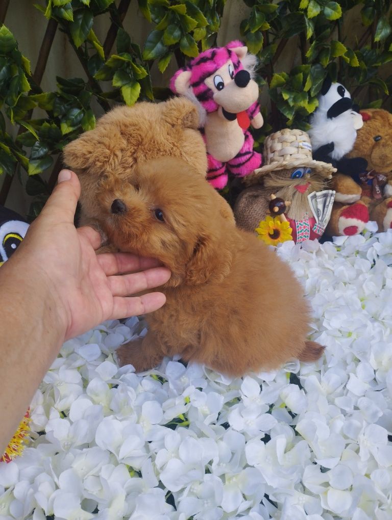 Caniche red mini