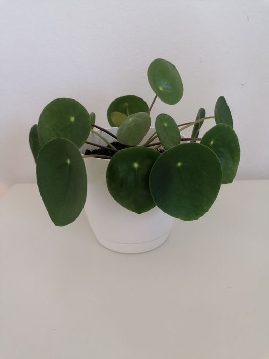 Kwiatek pieniążek, pilea, doniczka