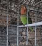 Agapornis rosicolis
