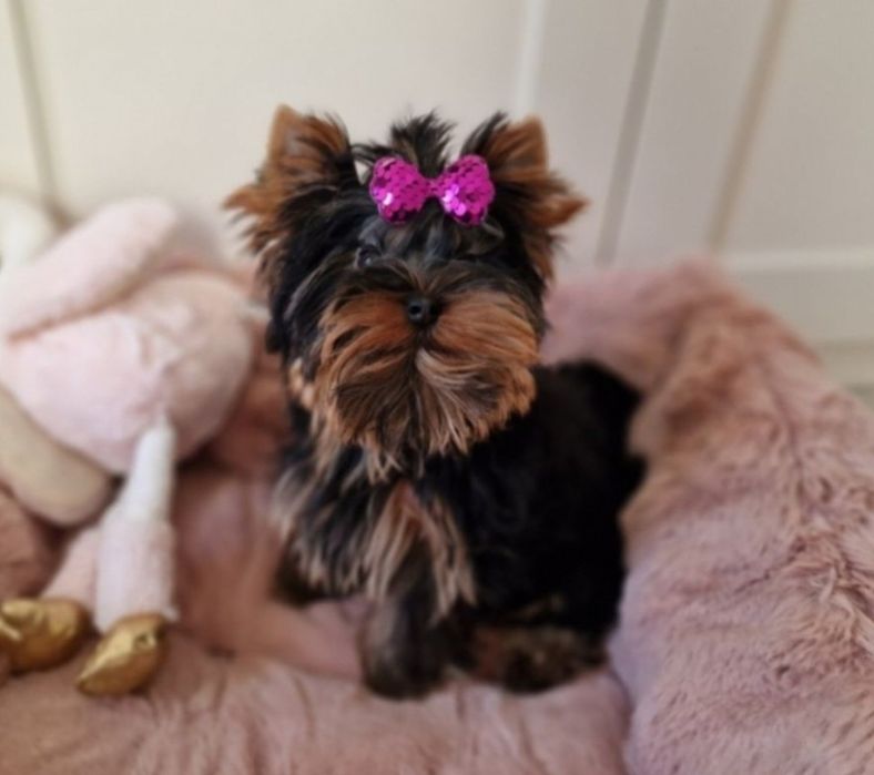 Yorkshire Terrier York FCI ZKwP SUCZKA