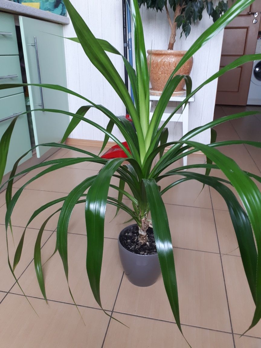Панданус, квіти в офіс, винтовая пальма